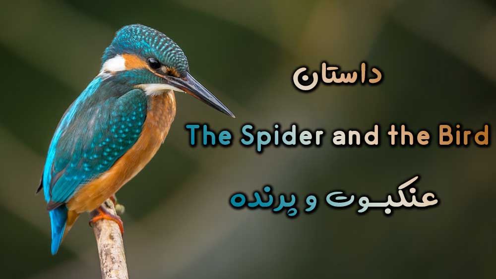 داستان The Spider and the Bird – عنکبوت و پرنده